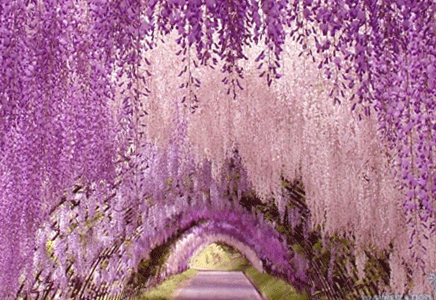 藍花楹供應-正確區分藍花楹與紫藤蘿