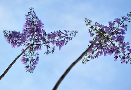 福建藍(lán)花楹基地-行道上的哀思