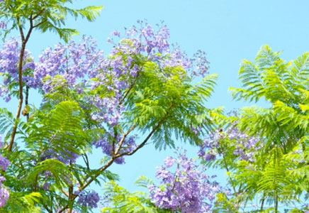 藍(lán)花楹苗價格-福建藍(lán)花楹樹苗價格多少