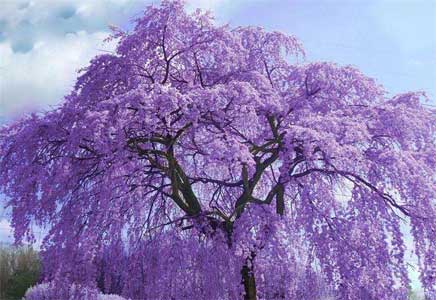 藍花楹地苗多少錢-藍花楹天幕籠罩街道——美如童話！