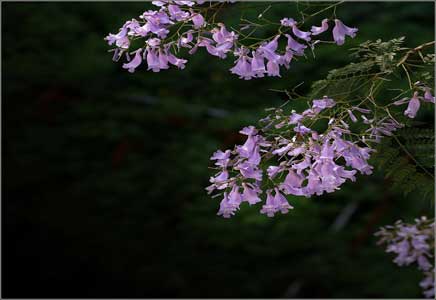 藍花楹20公分-紫色迷情，藍花楹開