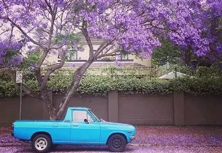 藍花楹怎么樣-國內哪里有大面積的藍花楹？我來告訴你