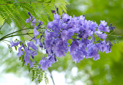 藍(lán)花楹樹批發(fā)基地-藍(lán)花楹的花期在何時