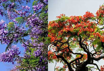 采購藍花楹-教你三招分清藍花楹和紅花楹