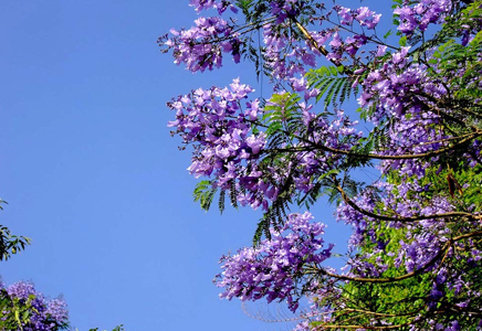 10公分藍花楹價格-什么時候種植藍花楹好？