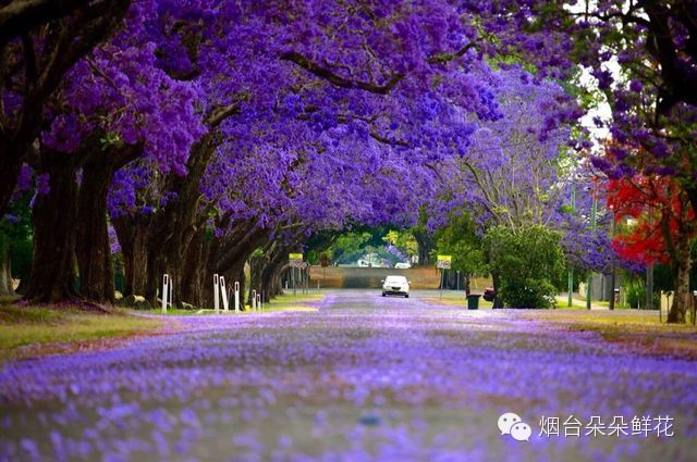 藍花楹小苗價格-藍花楹這么美，你們見過嗎？