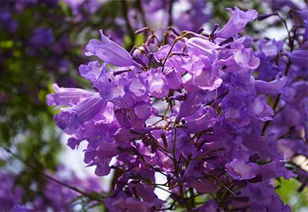 成都藍花楹-藍花楹的病蟲害防治