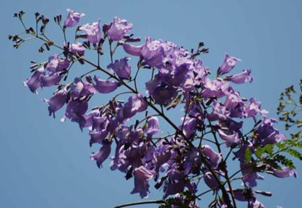 福建藍花楹批發-中國竟然也有藍花楹隧道，快與他一起欣賞