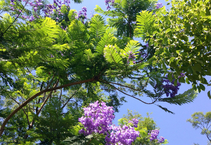 藍(lán)花楹苗木價(jià)格-最新藍(lán)花楹價(jià)格