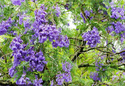 四川供應藍花楹-藍花楹，原來這樣繁殖
