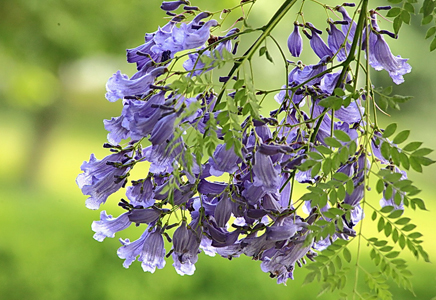 藍花楹花語-開紫藍色花并不僅僅是它