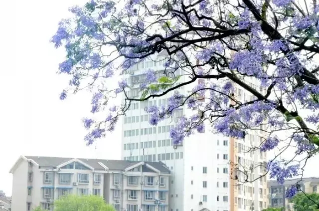 瀘州藍花楹基地-藍花楹——“畢業樹”