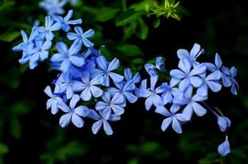 重慶藍花楹-以藍花楹為首的花語介紹