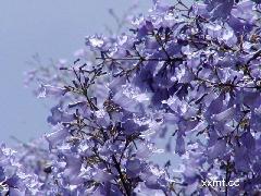10分藍花楹求購-圖片賞析藍花楹
