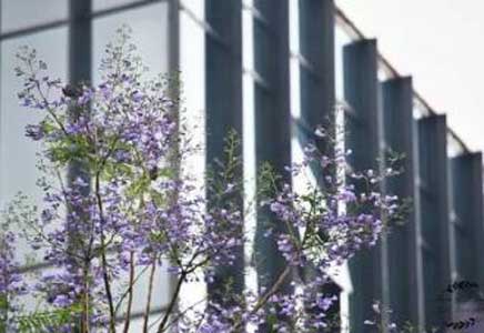 18公分藍花楹-盤點中國那些藍花楹裝點的浪漫城市