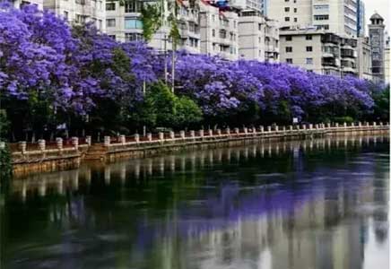 18公分藍花楹-盤點中國那些藍花楹裝點的浪漫城市