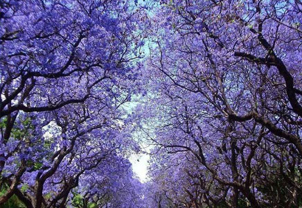 藍花楹哪家好-科學栽培藍花楹才能開出一樹繁花