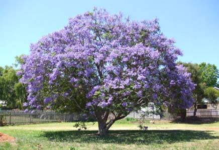 四川藍(lán)花楹苗-一篇文章告訴你漳州藍(lán)花楹有多美