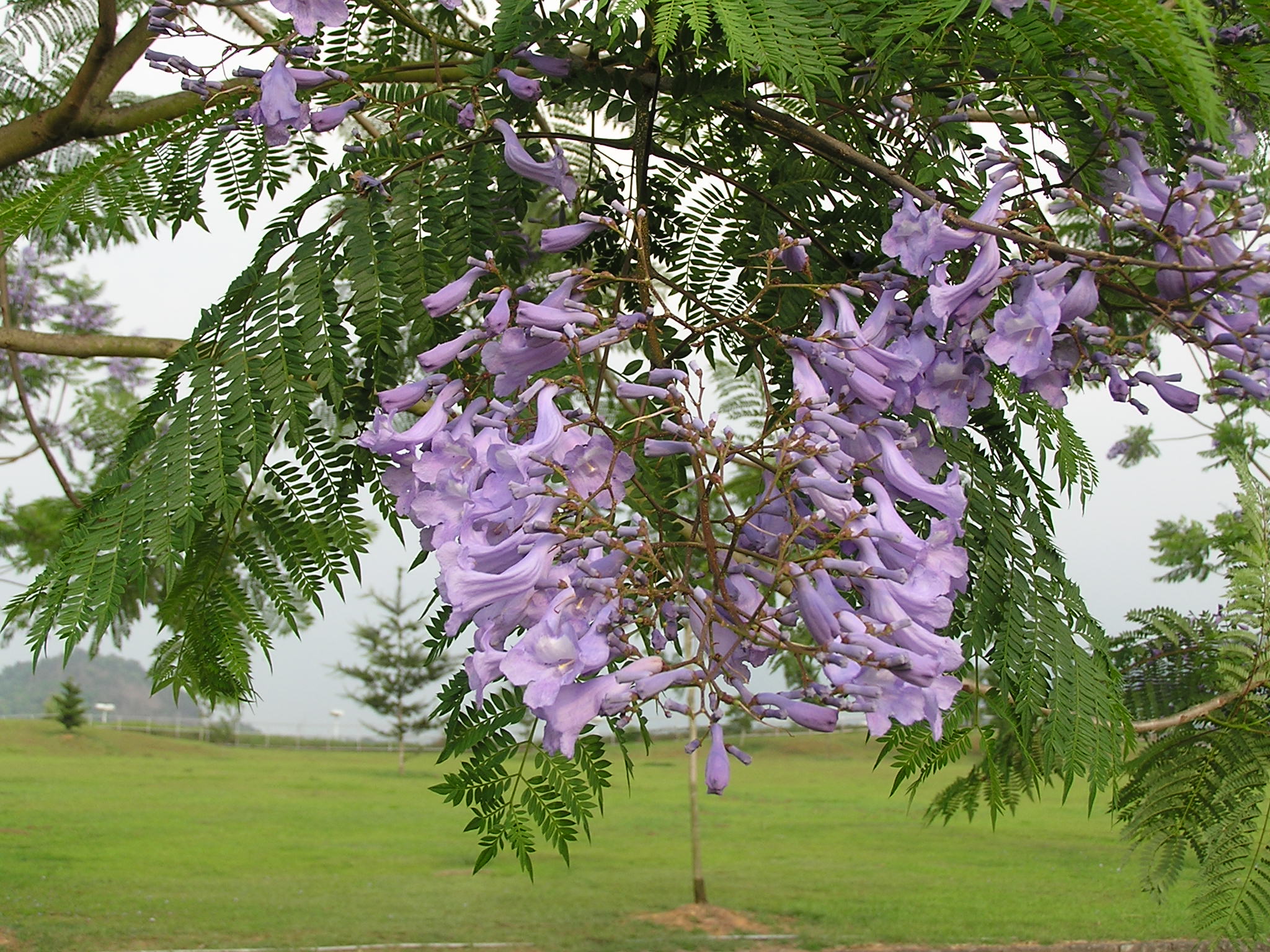 10cm藍花楹-胸徑10公分藍花楹價格