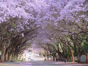 成都藍花楹-福建藍花楹圖片集錦