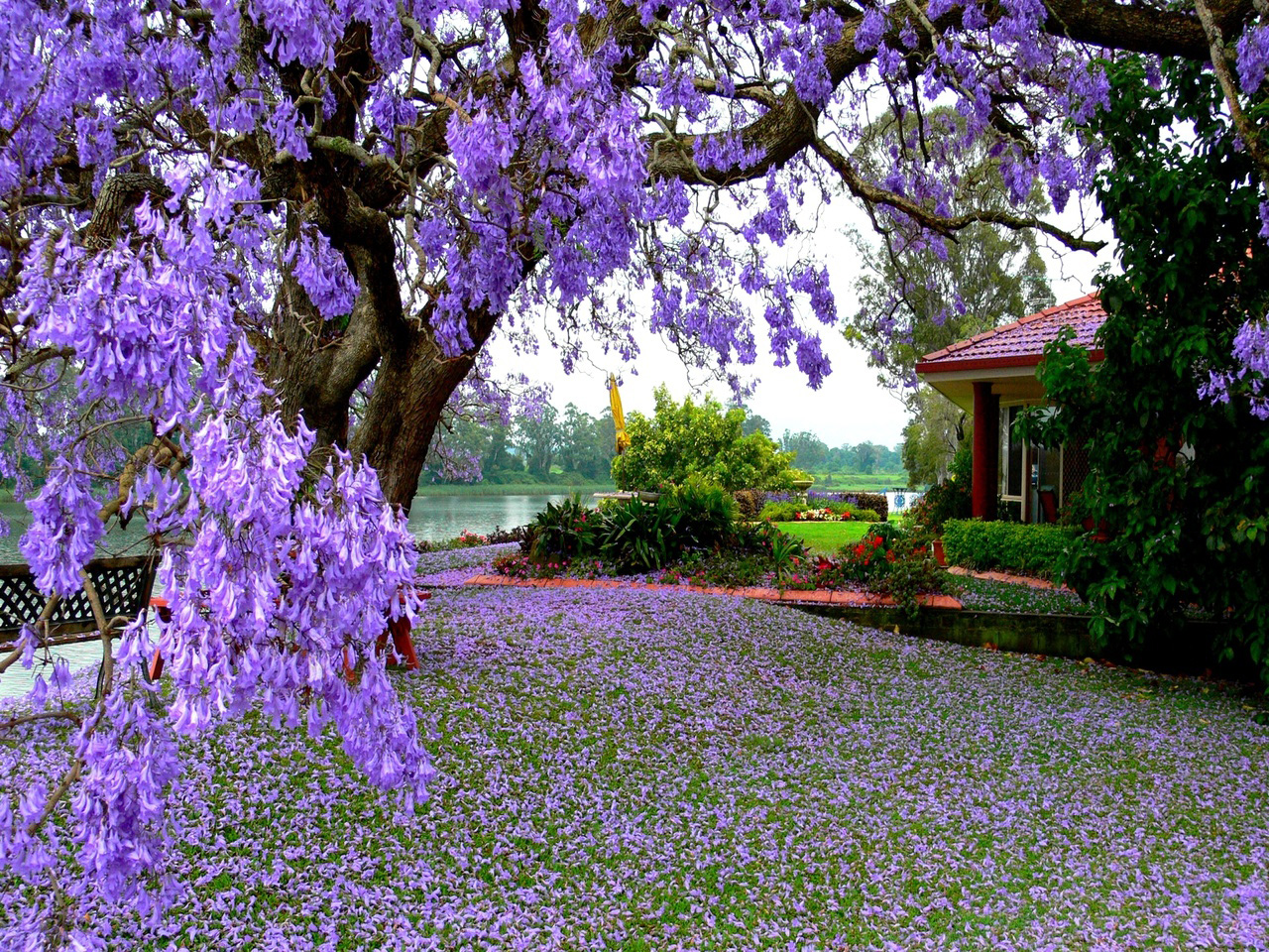 成都藍花楹-福建藍花楹圖片集錦