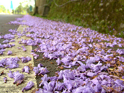 成都藍花楹-福建藍花楹圖片集錦