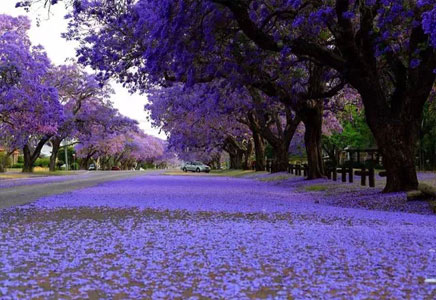 提供藍(lán)花楹-圓你一個(gè)紫色的世外桃源夢(mèng)