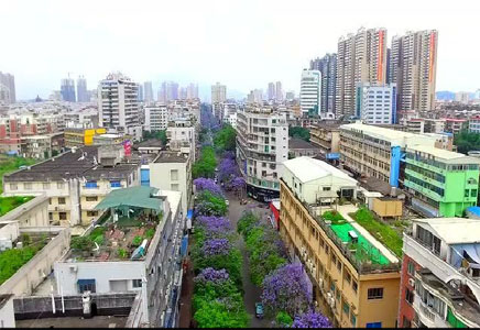 30公分藍花楹價格-漳州藍花楹開了，你看到了嗎？
