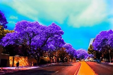 批發(fā)藍花楹成樹-漫步在海岸線的藍花楹