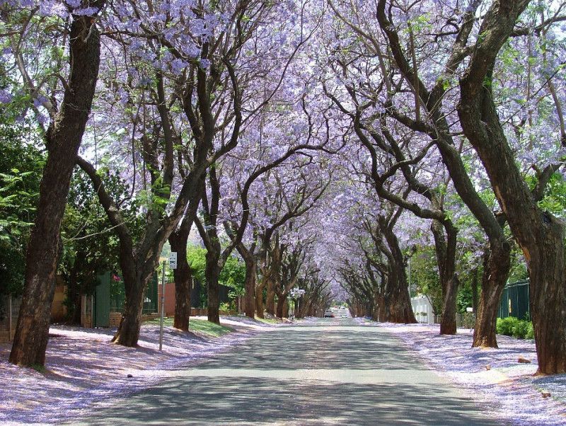 藍花楹基地-藍花楹美集聚地-澳洲布里斯班