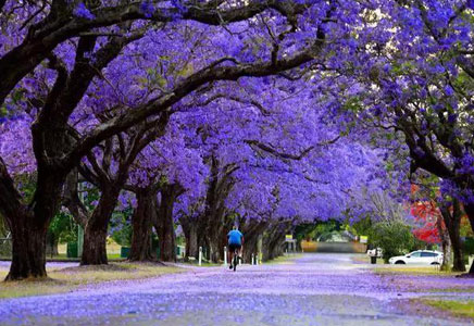 宜賓藍花楹-福建藍花楹的愛情傳說