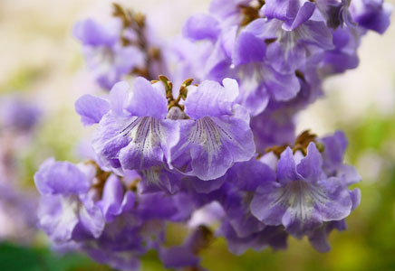 四川藍花楹大樹-迷人紫，唯泡桐與藍花楹