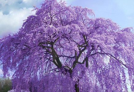 四川藍花楹大樹-迷人紫，唯泡桐與藍花楹