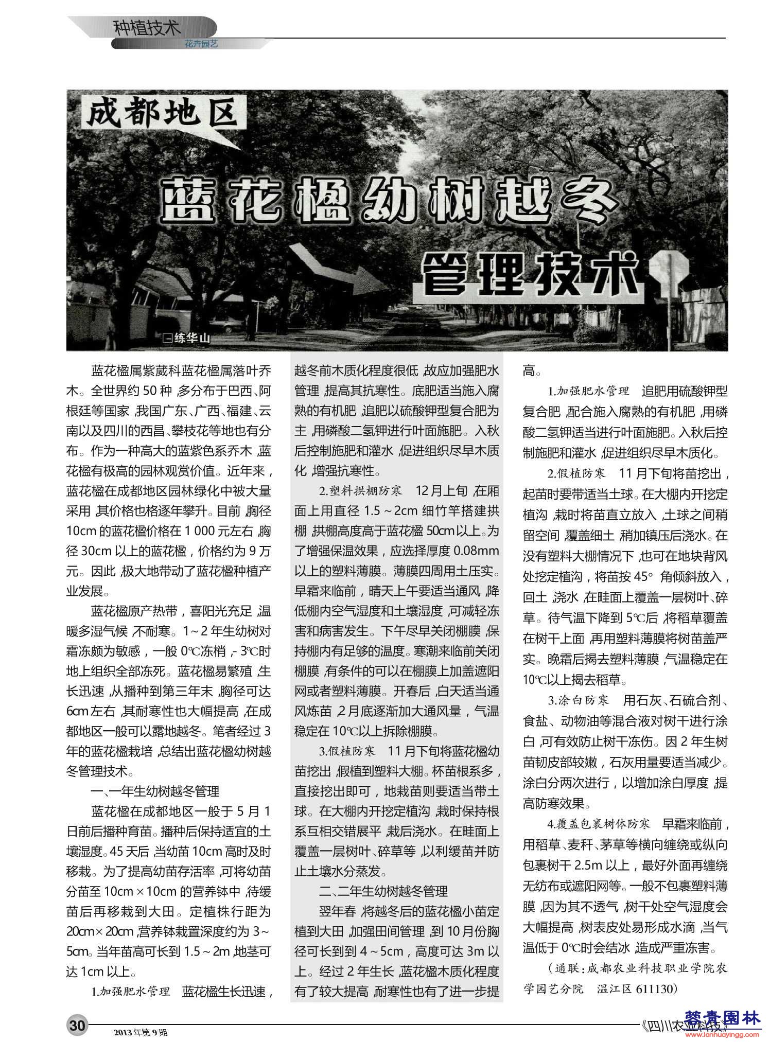 成都地區(qū)藍花楹幼樹越冬打點技術
