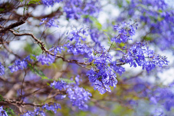 藍花楹樹圖片大全