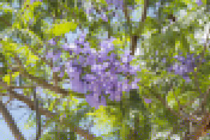 藍花楹樹圖片大全