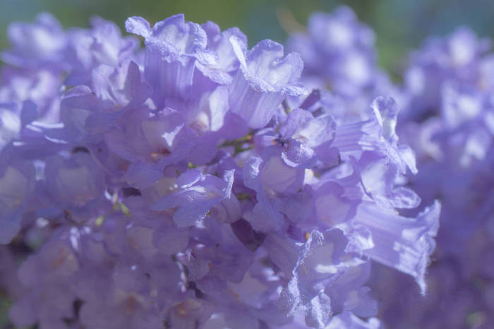 藍花楹花朵圖片大全