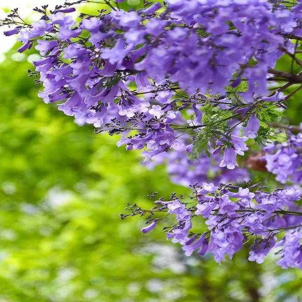 藍(lán)花楹花朵圖片大全