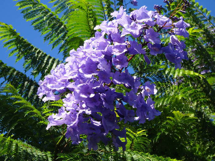 藍(lán)花楹花朵圖片大全