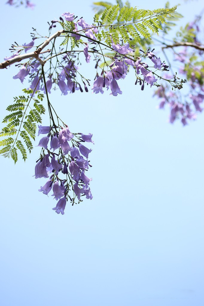 藍花楹樹葉圖片大全