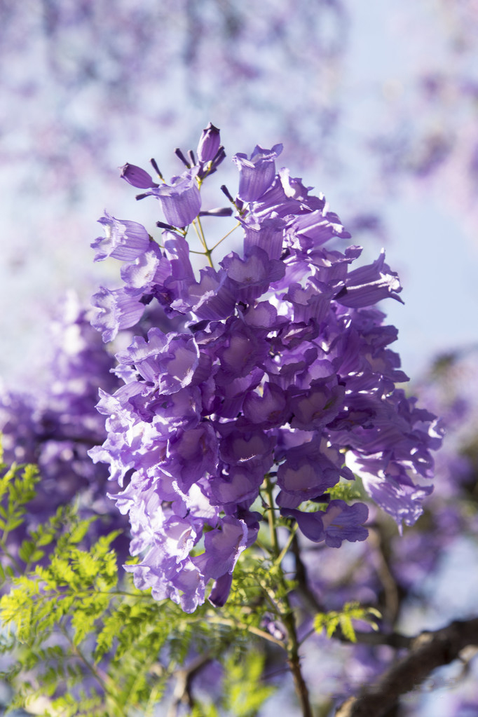 藍花楹樹葉圖片大全