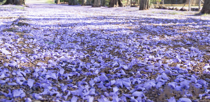 藍花楹樹葉圖片大全