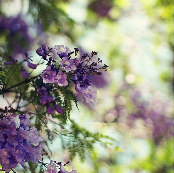 藍花楹樹一年四季圖片