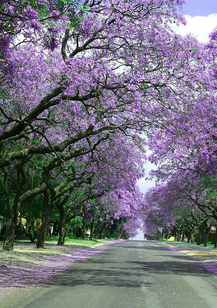 藍花楹樹一年四季圖片