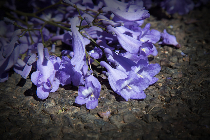 藍花楹唯美圖片大全