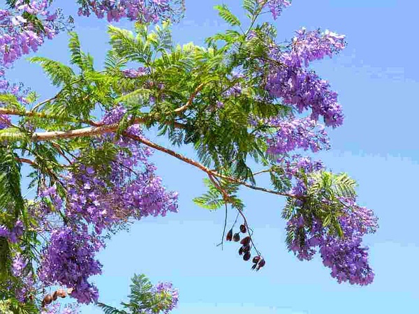 藍花楹圖片