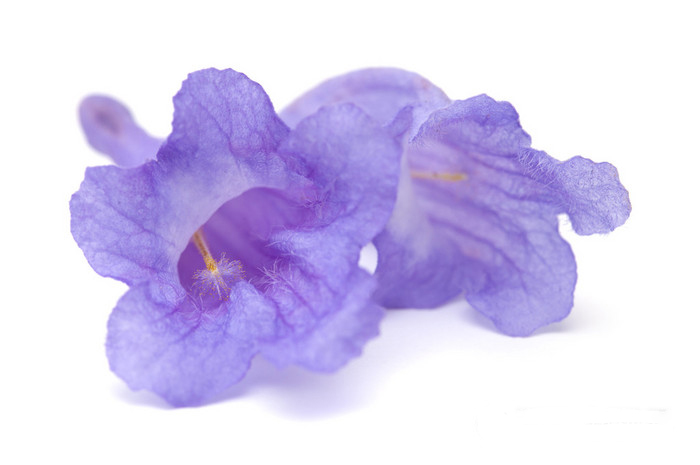 藍花楹圖片