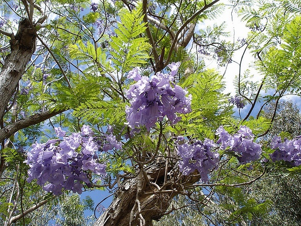 廣州暨南大學(xué)藍花楹圖片
