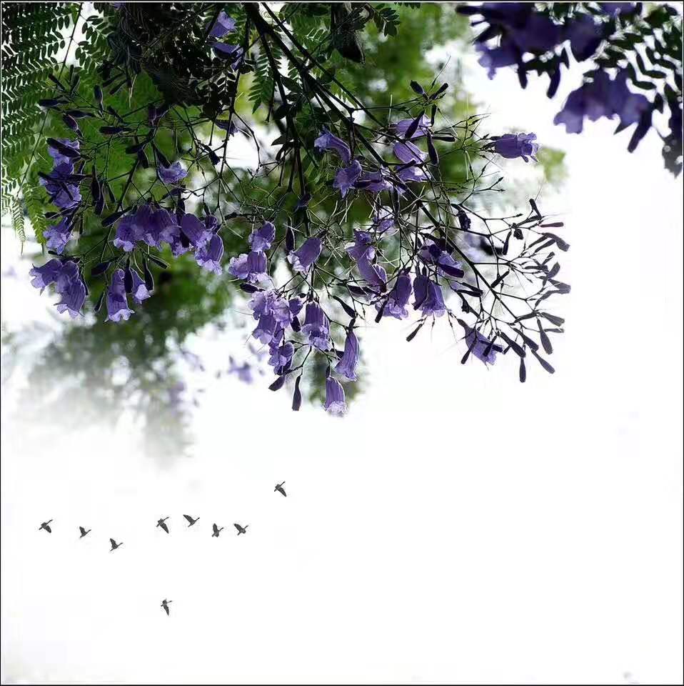 藍(lán)花楹圖片沒(méi)開(kāi)花圖片