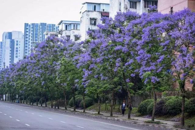 藍花楹圖片沒開花圖片